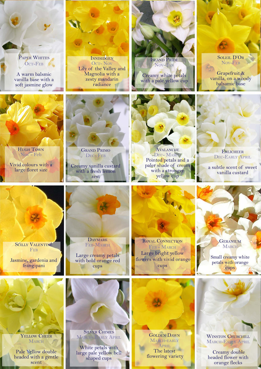 DAFFODILS & NARCISSI British Flowers direct by Evolve Flowers