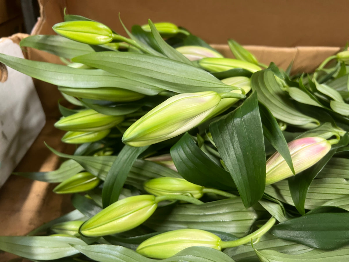 British Lily Oriental Pink 5 stems British Flowers direct by Evolve