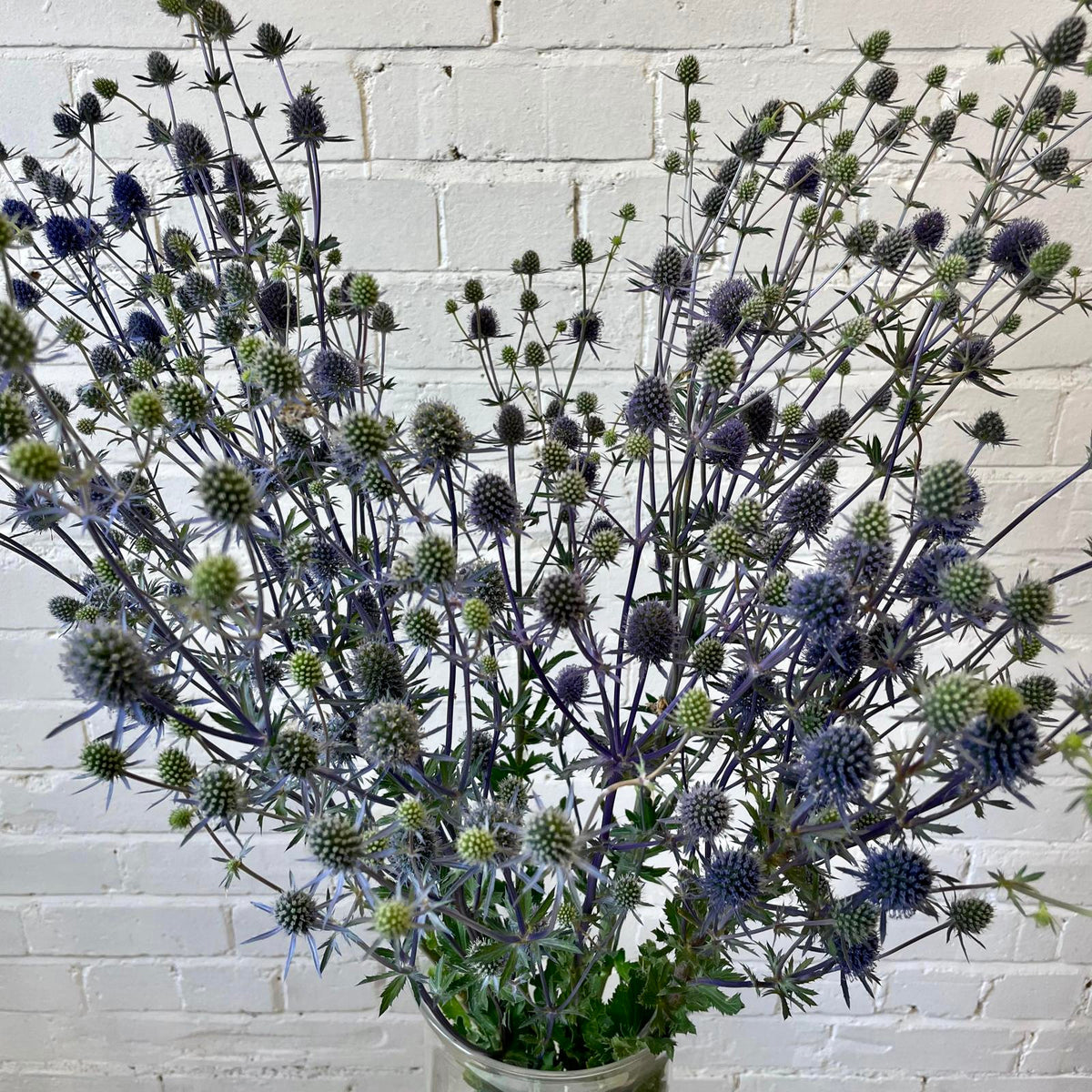 Eryngium Blue Tall n Tiny Bunch 10 Stems (55p/stem) British