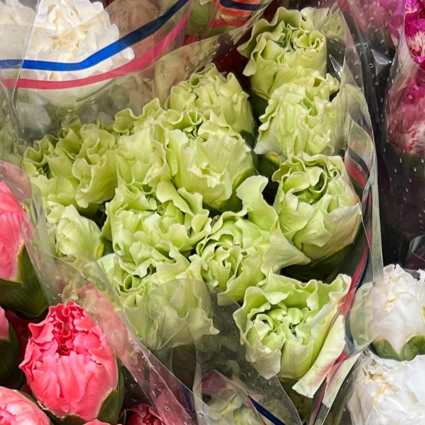 IMPORT Standard Carnation Green British Flowers direct by Evolve