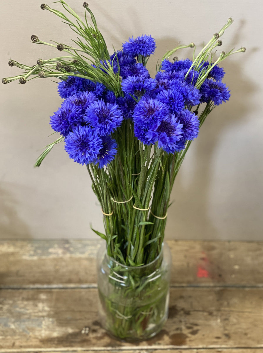 British Cornflower Bundle of 5 bunches (£1.75/bunch) British