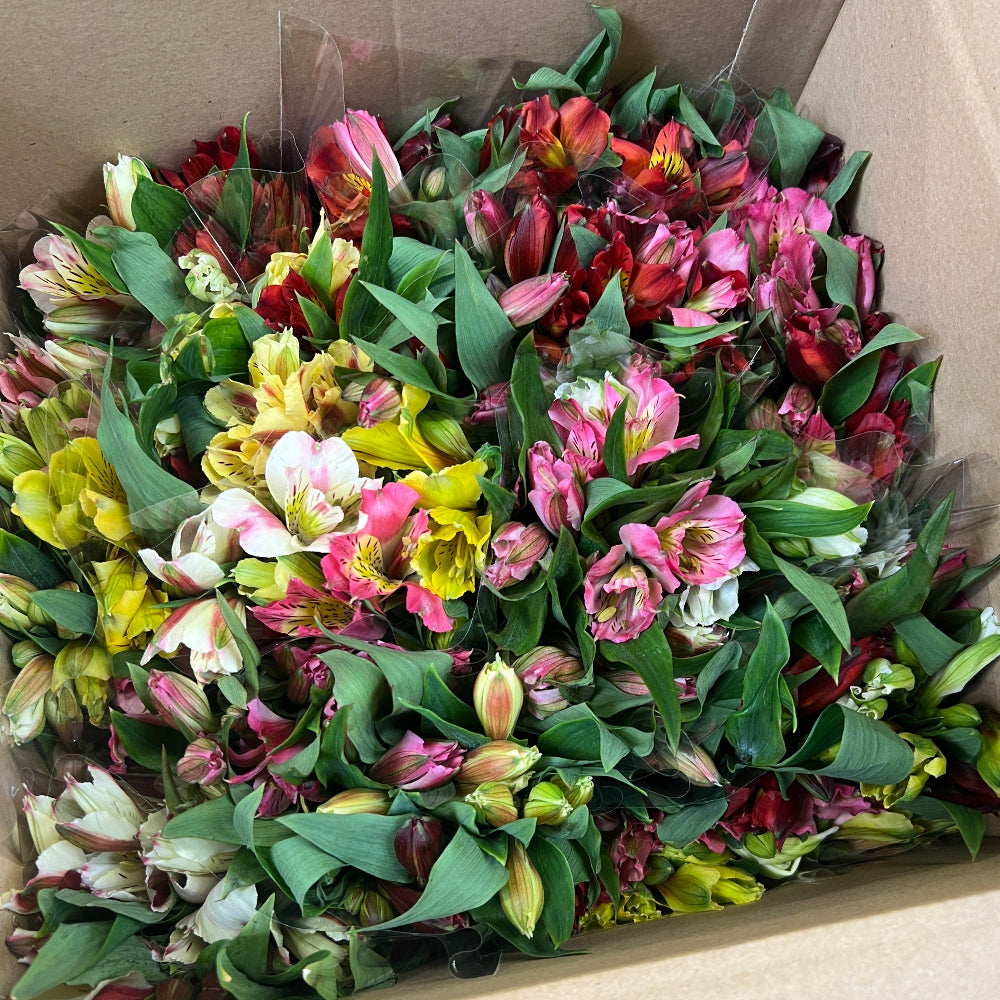FARM SHOP FLOWERS Alstro POSY Bunches 12x £1.85 bunch British