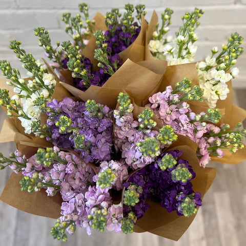 FARM SHOP FLOWERS - Scented Stock bunches 10 x 5