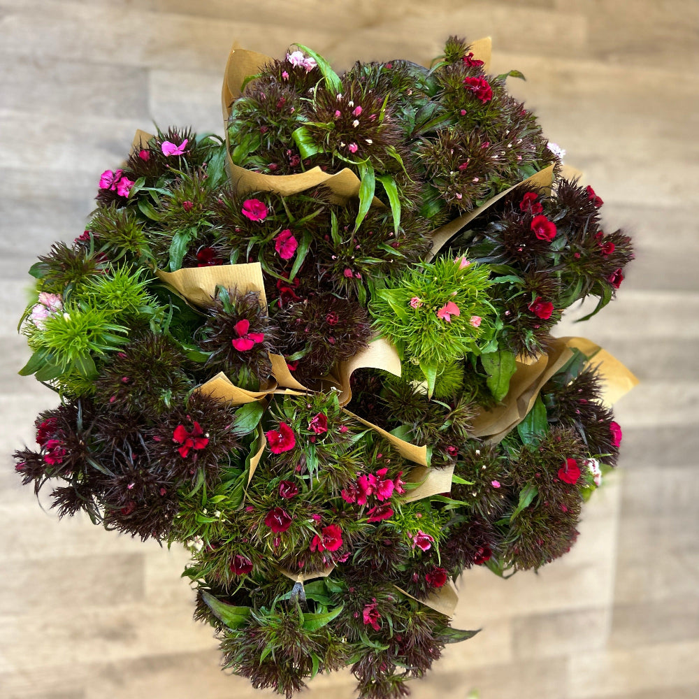 FARM SHOP FLOWERS Sweet William British Flowers direct by Evolve