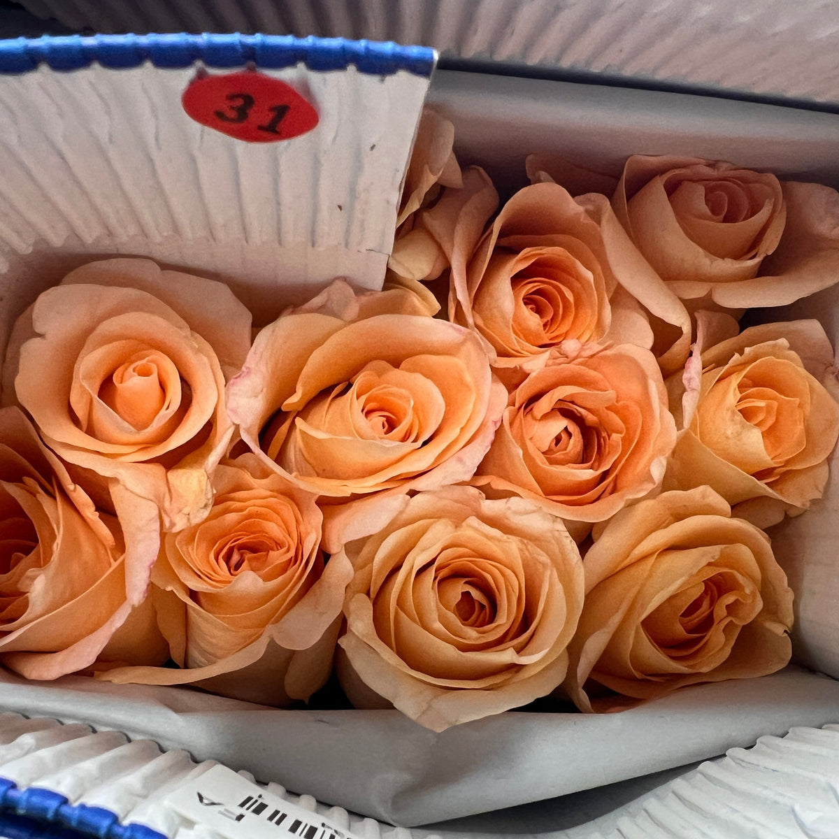 IMPORT Rose PARISIENNE Peach 50cm 10 stems British Flowers direct by