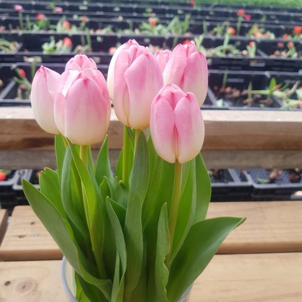 Tulip - ON THE BULB -Super Model Pink with Kiss tips Bundle of 20 Bulbs
