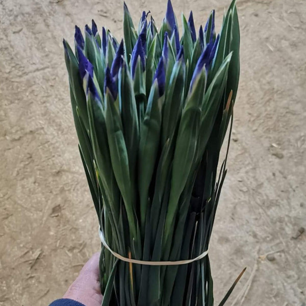 British Grown Iris 'Blue Magic' - Bundle of 50 Stems