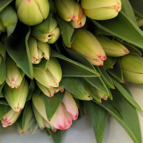 Tulip - Super Model Pink Bundle of 50 stems