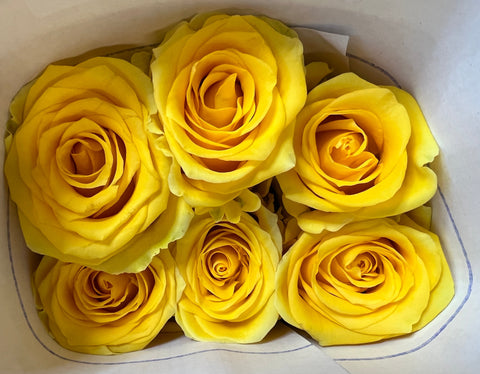 IMPORT - ROSE large headed Yellow 60cm Bunch of 10 stems by