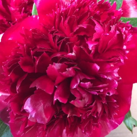 Peony - Red Charm 50cm - 80 stems **Box Offer**