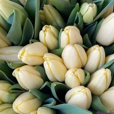 Tulip - Creme Fraiche Bundle of 50 stems