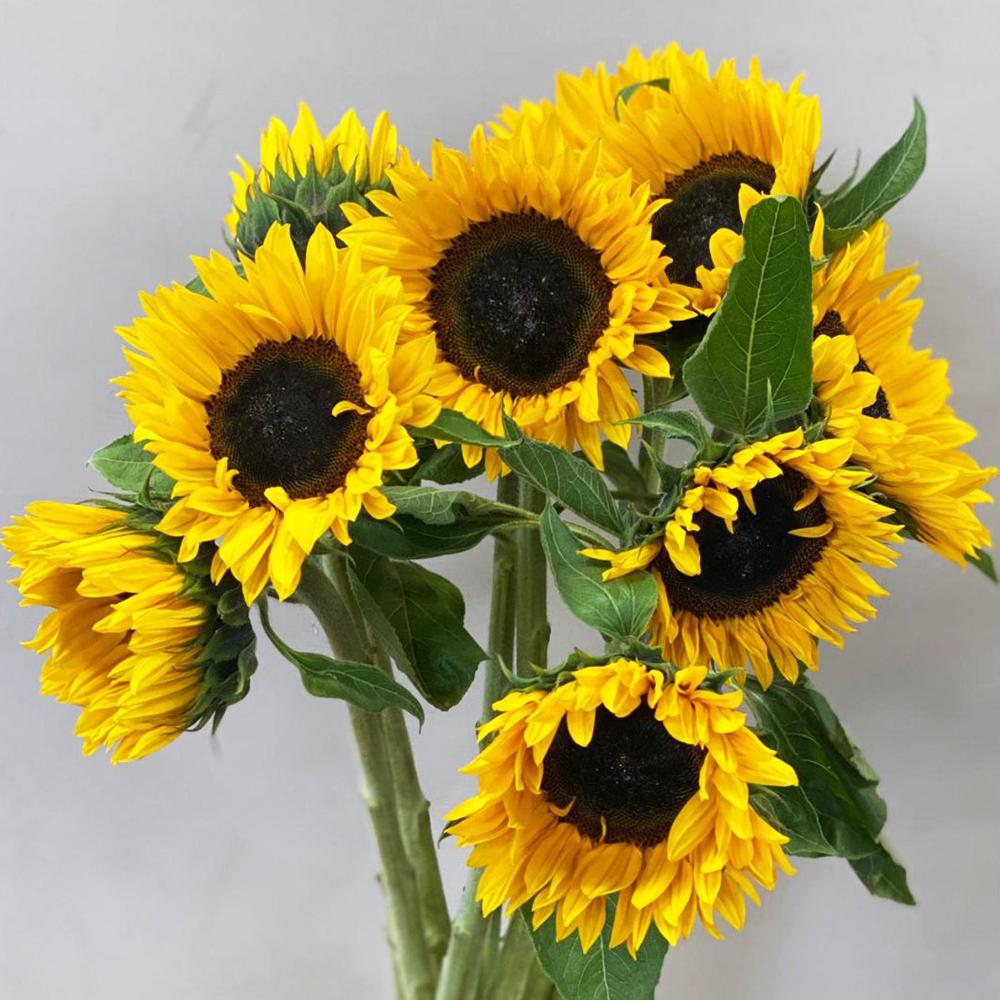 Wholesale UK Sunflowers Offer 60 stems British Flowers direct by