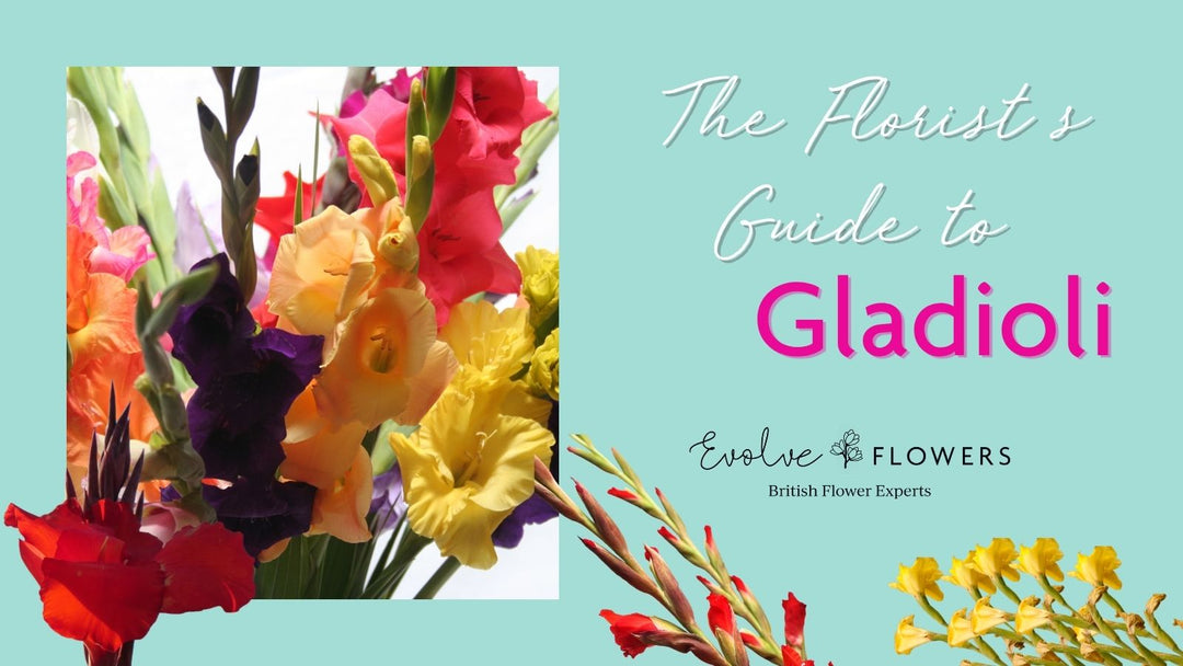Blog header - The Florists Guide to Gladioli with images of gladioli flowers adn Evolve Flowers branding
