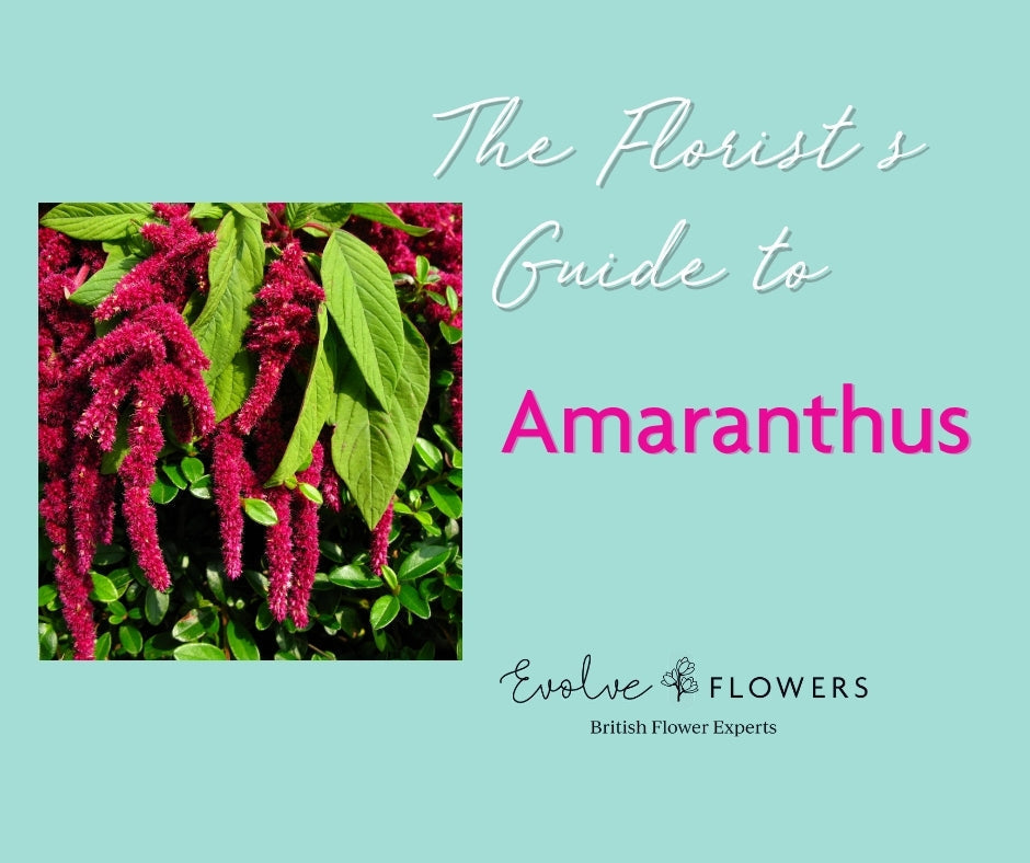 Florist's Guide to Amaranthus