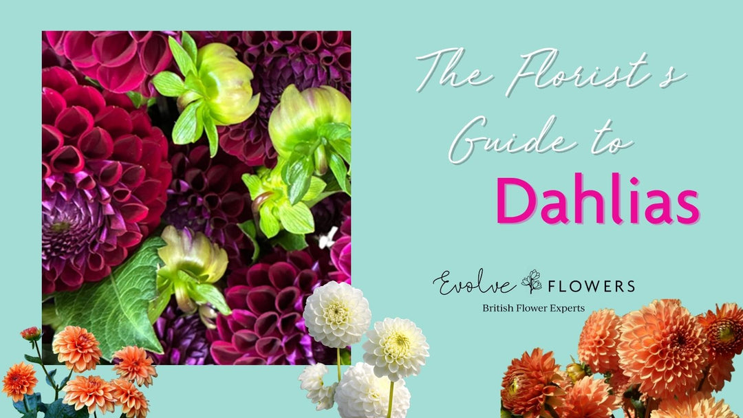 Blog header - Florist's guide to dahlias with Evolve Flowers branding