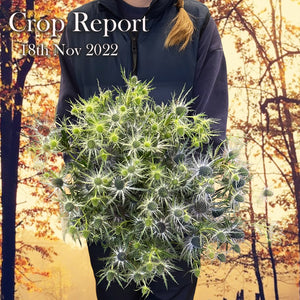 CROP REPORT - 18th November 2022