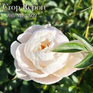 CROP REPORT 21st MAY 2022
