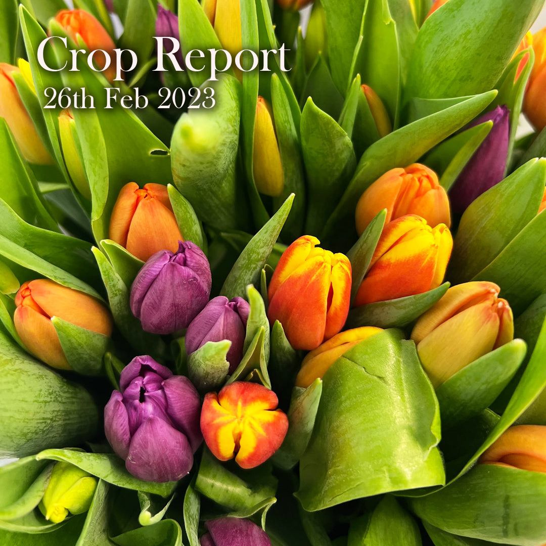 CROP REPORT 26th February 2023 British Flowers direct by Evolve Flowers