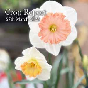 CROP REPORT - 25th March 2023 SPRING FORWARD!!