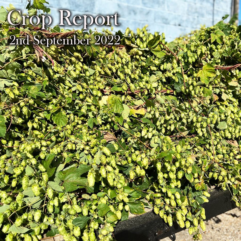 CROP REPORT - 2nd September 2022