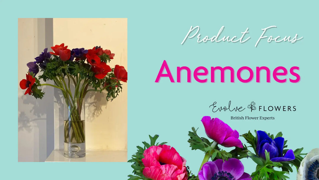 Why Anemones Earn Their Place on Every Florist’s Order List