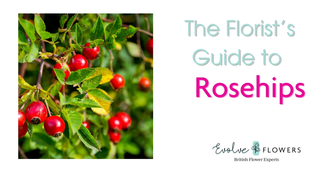 Blog header image with Evolve Flowers branding showing an image of rosehips growing and title The Florist's Guide to rosehips