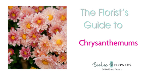Florist's Guide to Chrysanthemums