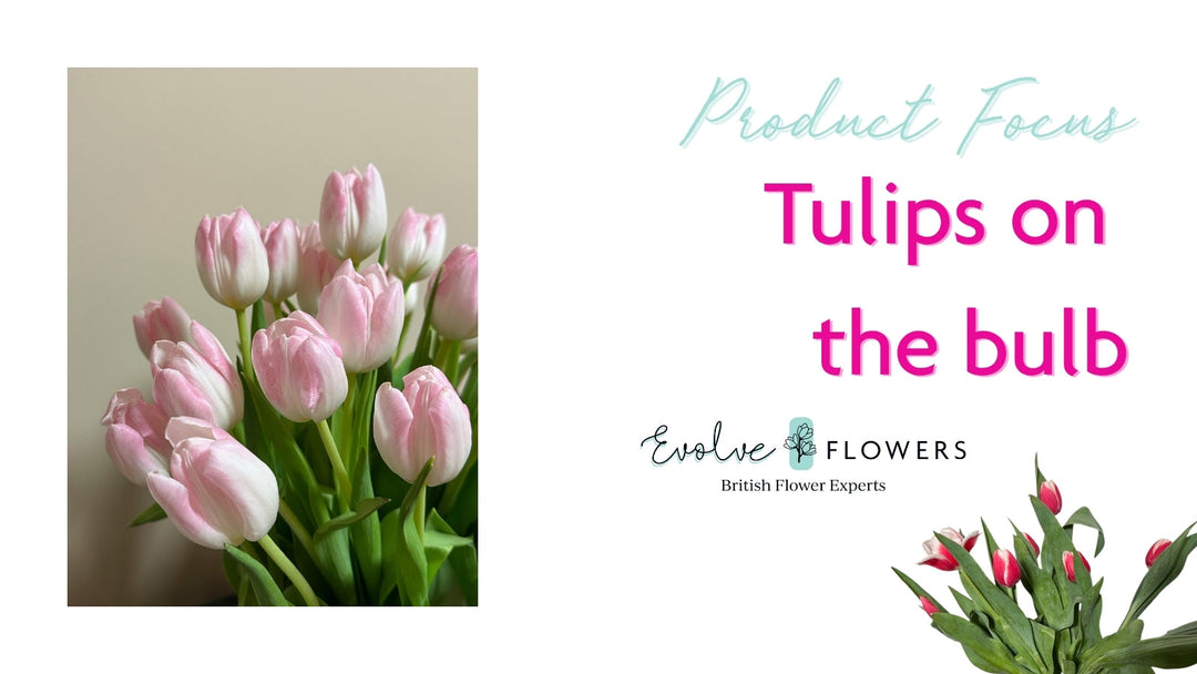 Blog header - Product focus tulips on the bulb showing Lech Walesa and pale pink tulips