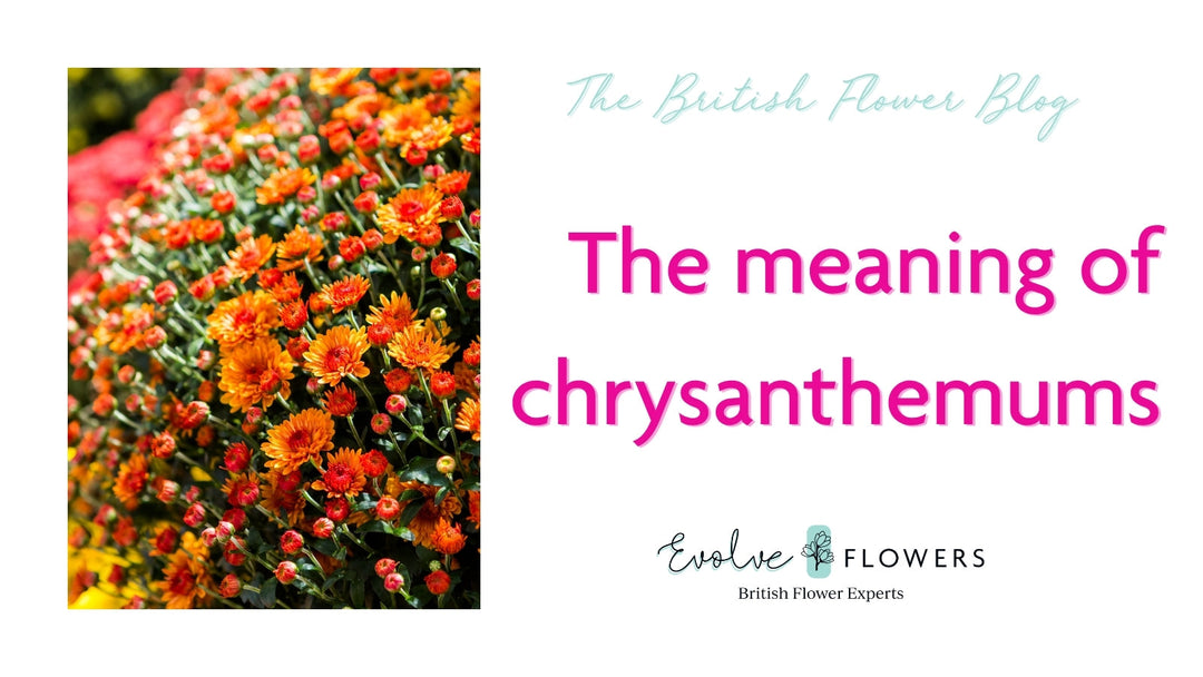 Blog header with Evolve branding for The meaning of Chrysanthemums showing colourful chrysanthemums