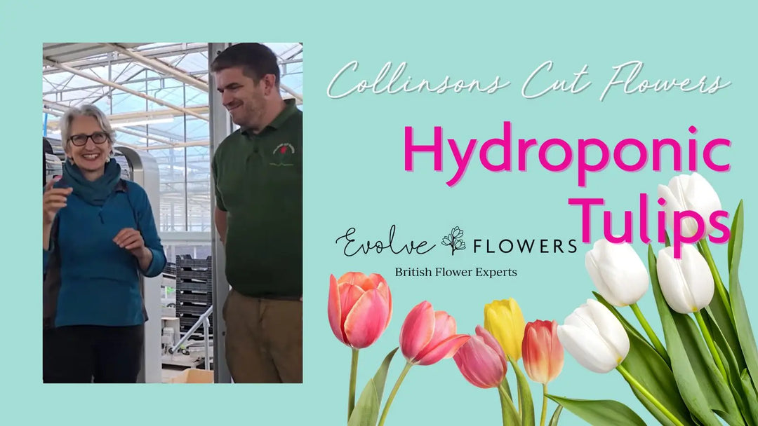 The Future of Floristry: Hydroponic Tulips and Robotics at Collisons Cut Flowers
