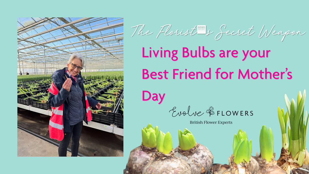 The Florist’s Secret Weapon: Why "Living Bulbs" are the Best Friend for Mother’s Day 2026