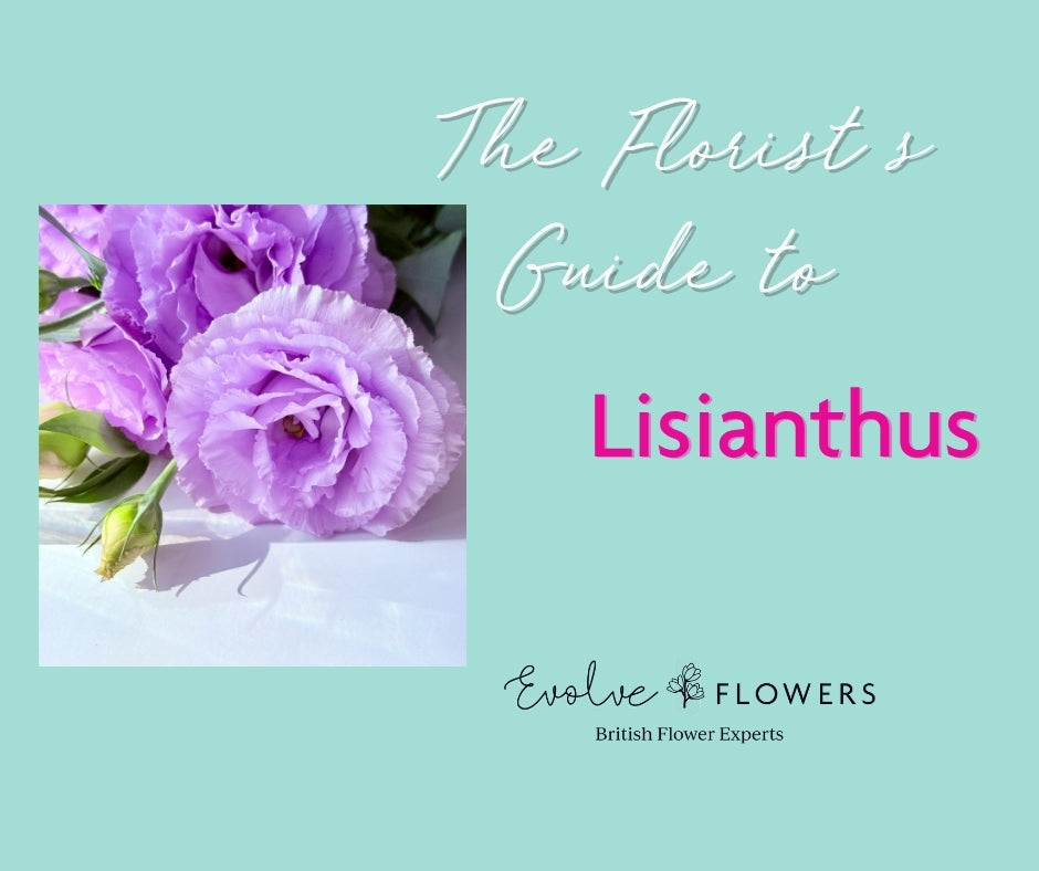 Florist's Guide to Lisianthus