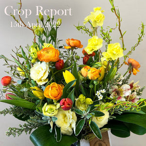 CROP REPORT - April 15th 2022