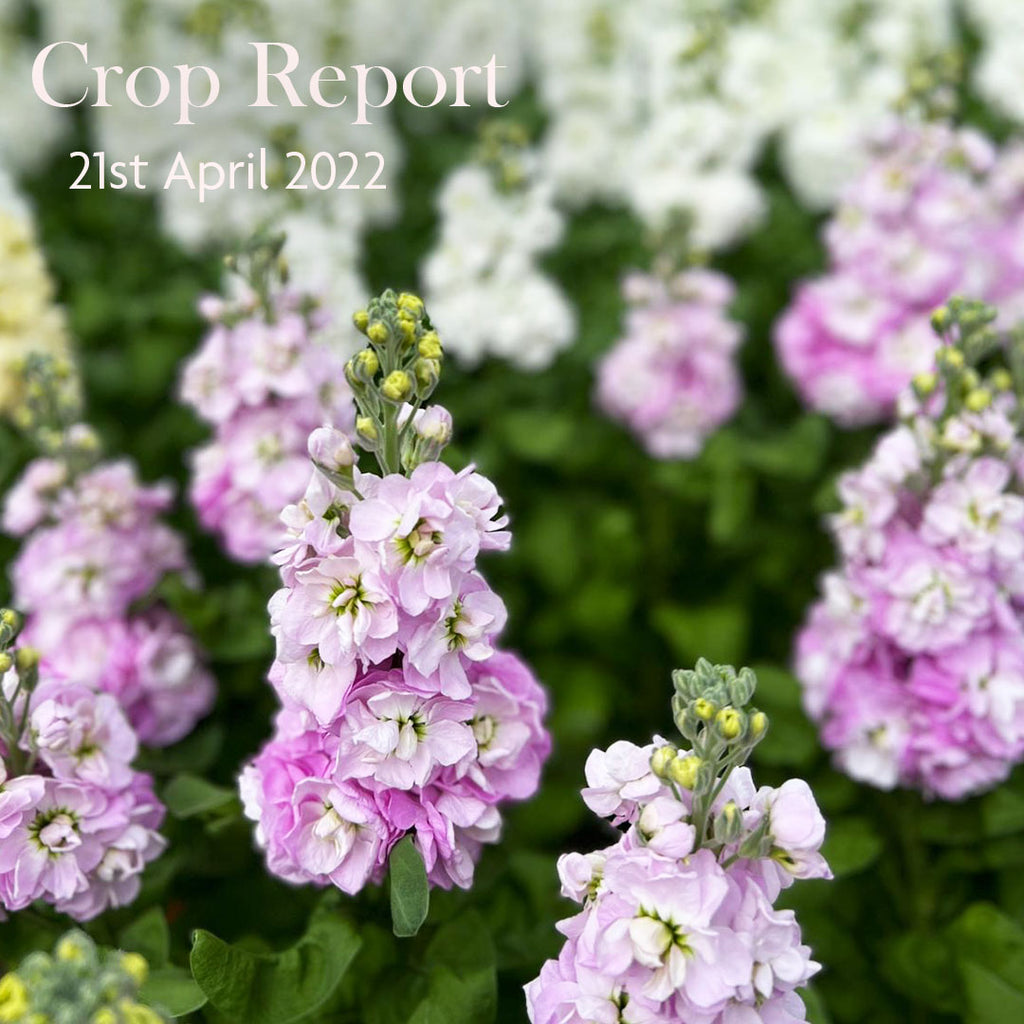 CROP REPORT - April 21st 2022