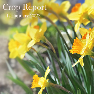 Crop Report - 1st January 2022