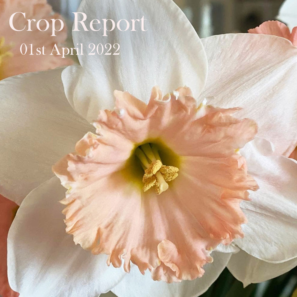 Crop Report - 01st April 2022