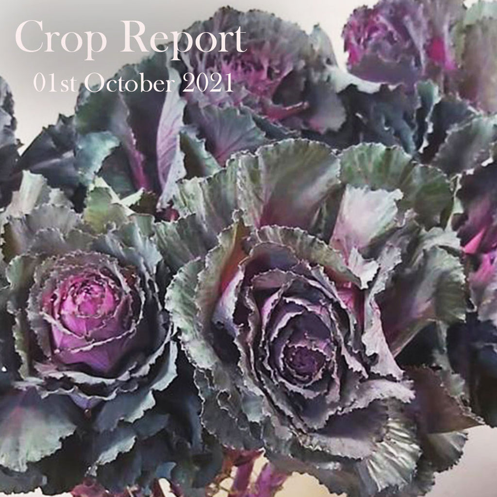 Crop Report - 01st October 2021