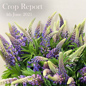Crop Report - 4th June 2021