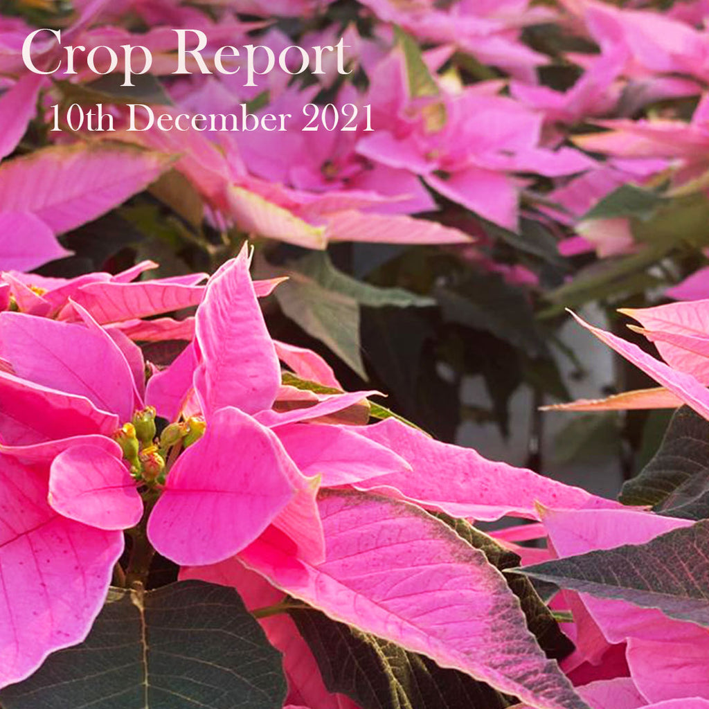 Crop Report - 10th December 2021
