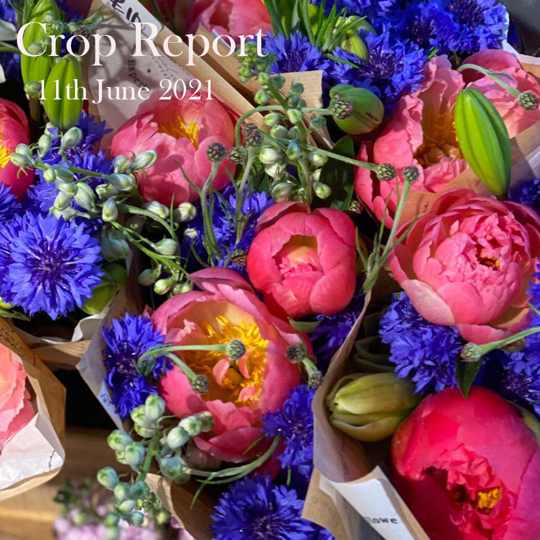 British Flowers Direct Crop Report 11th June 2021 British Flowers