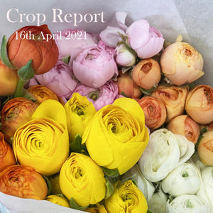 Crop Report - 16th April 2021