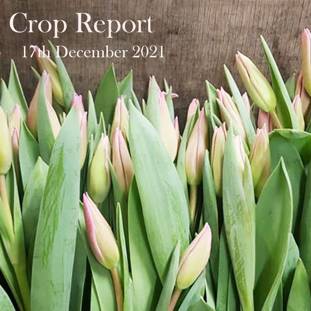 Crop Report - 17th December 2021