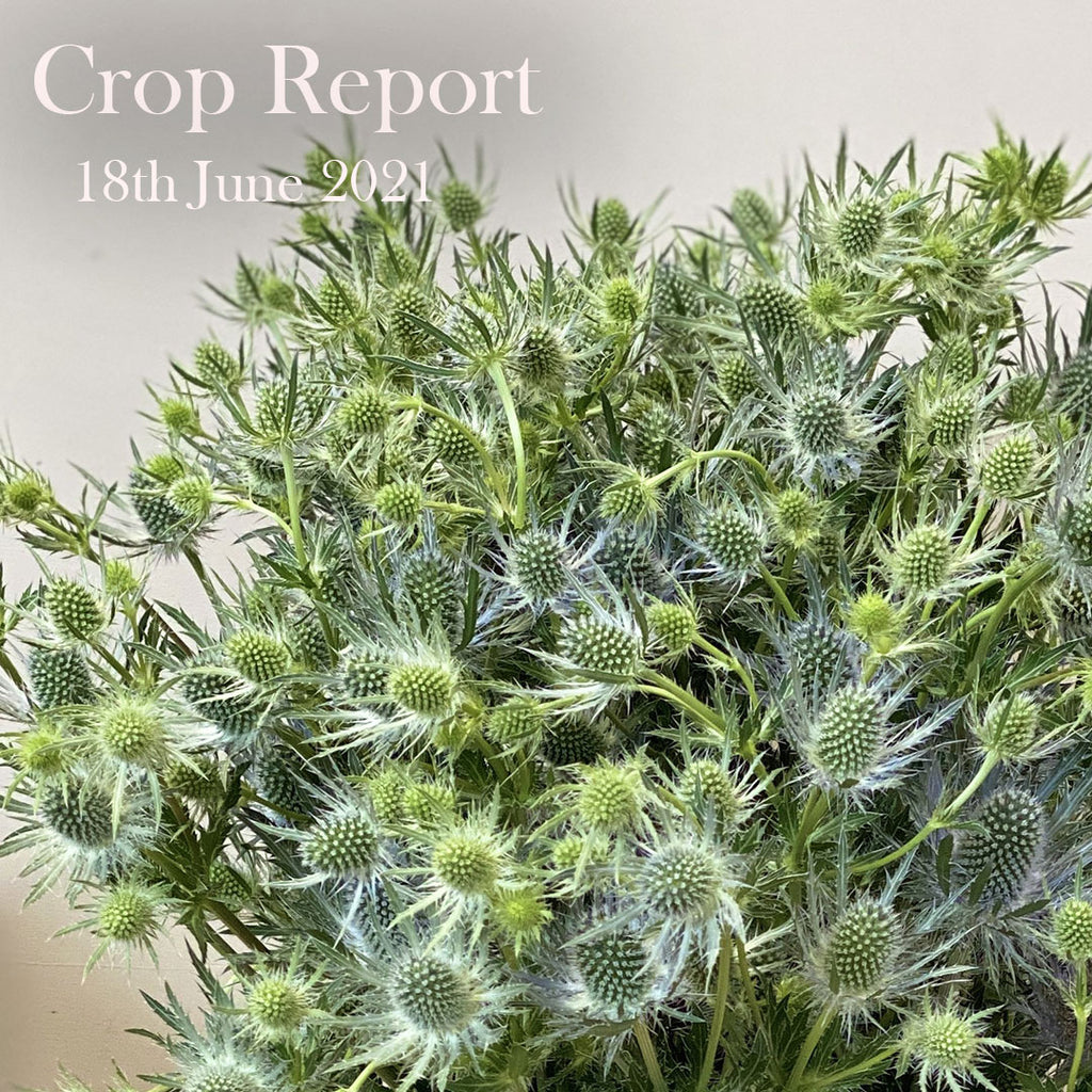 Crop Report - 18th June 2021
