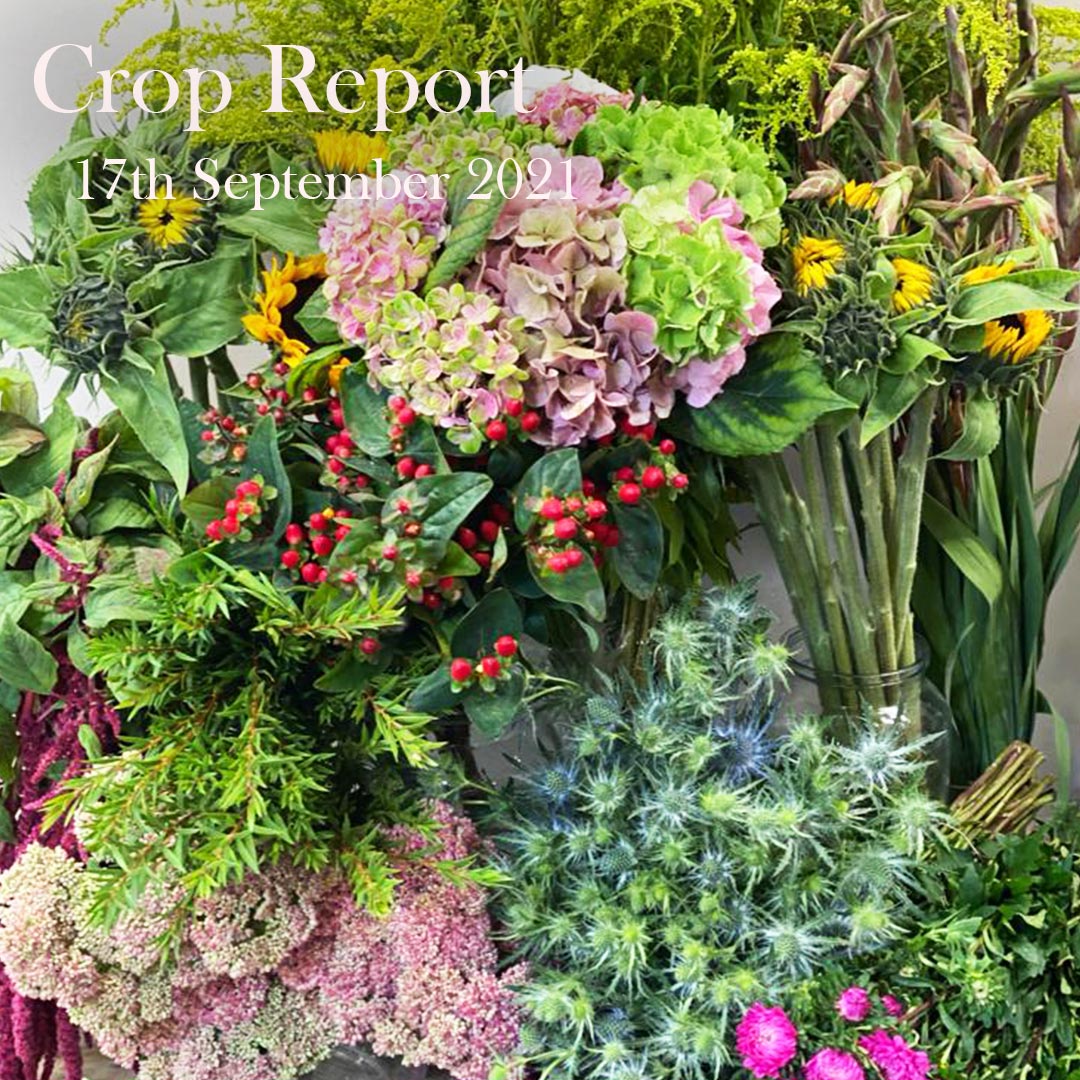 British Flowers Direct Crop Report 17th September 2021 British