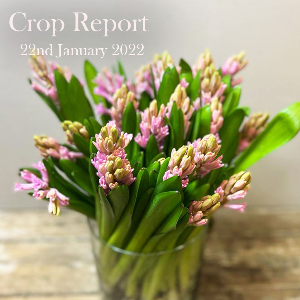 Crop Report - 22nd January 2022