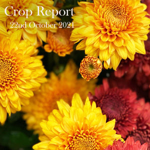 Crop Report - 22nd October 2021
