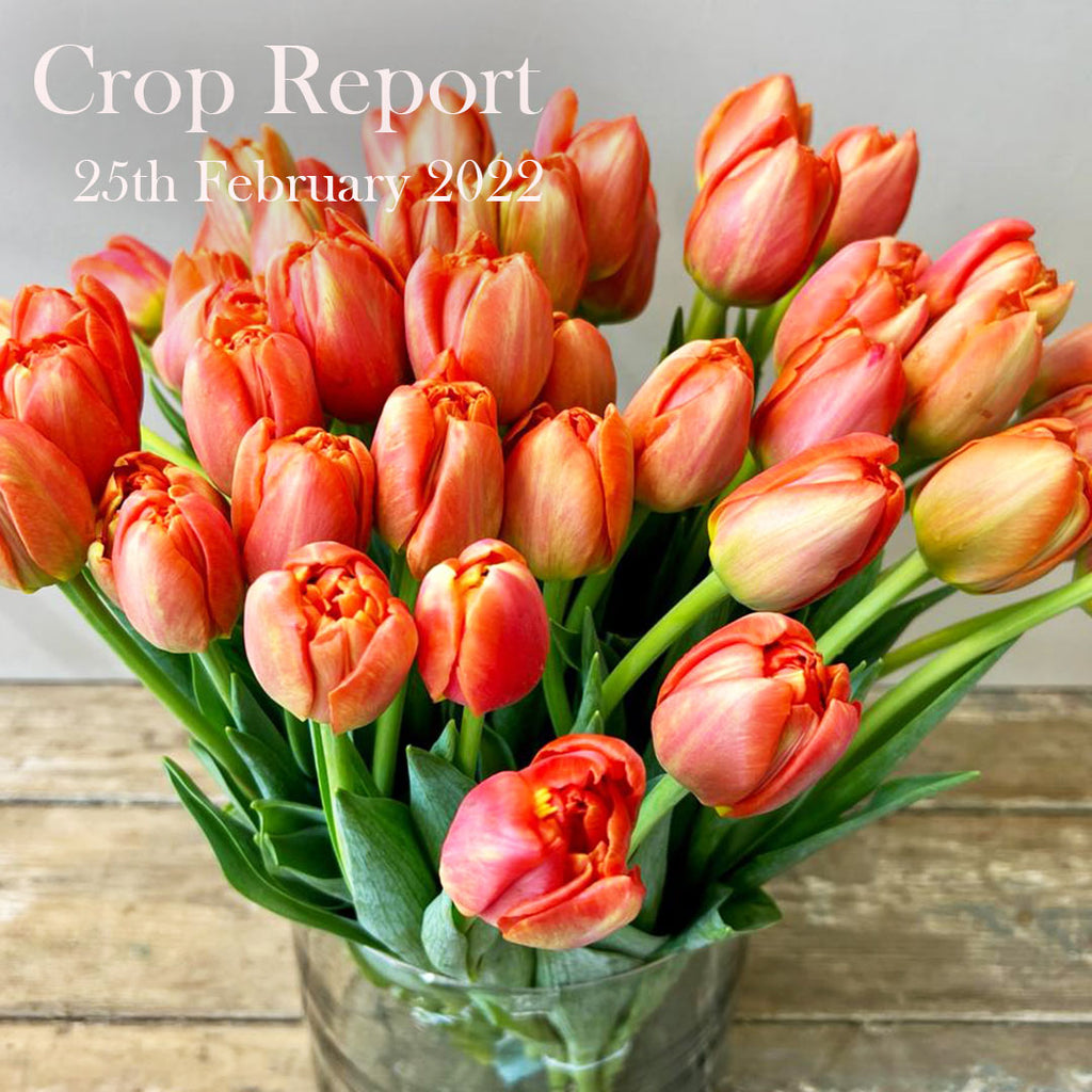 Crop Report - 25th February 2022