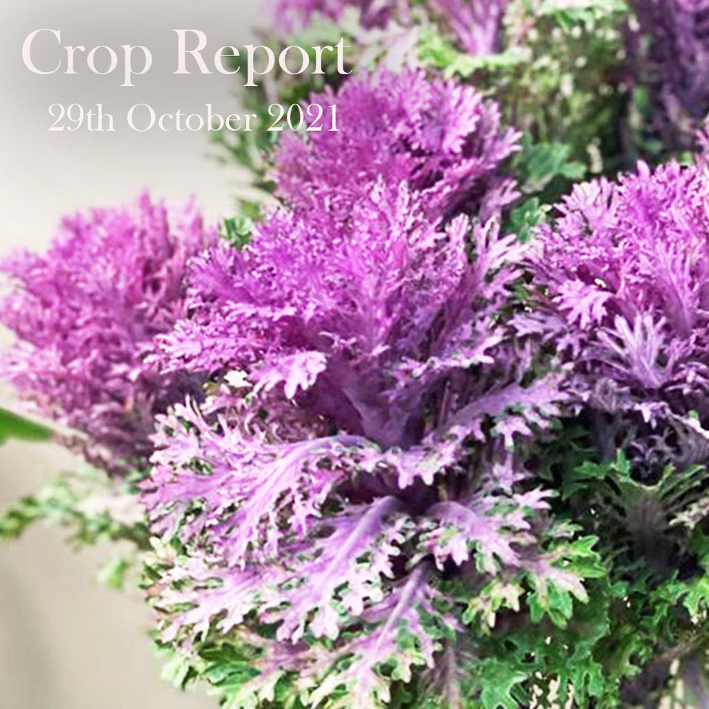 Crop Report - 29th October 2021
