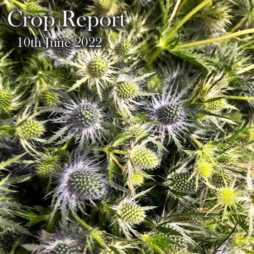 CROP REPORT - 10th June 2022