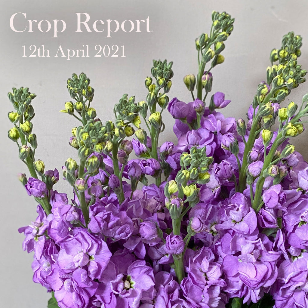 Crop Report - 12th April 2021
